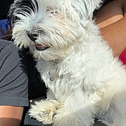 Prince is registered to the contest to win money with this photo: dog, white_dog, black_patch, fluffy_fur, curly_fur, pet, collar, bone_tag, car_seat, sunlight, relaxed, sitting, close_up, animal, companion, indoor, human_arm, comfort, cute, furry