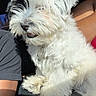 dog, white_dog, black_patch, fluffy_fur, curly_fur, pet, collar, bone_tag, car_seat, sunlight, relaxed, sitting, close_up, animal, companion, indoor, human_arm, comfort, cute, furry