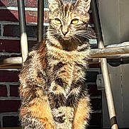Fraise a rejoint le concours — aidez-le/la à gagner de superbes lots ! cat, tabby_cat, feline, animal, pet, sitting, sunlight, yellow_eyes, fur, whiskers, brick_wall, metal_chair, wooden_surface, domestic_cat, outdoor, close_up, portrait, alert, ears, shadow