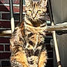 cat, tabby_cat, feline, animal, pet, sitting, sunlight, yellow_eyes, fur, whiskers, brick_wall, metal_chair, wooden_surface, domestic_cat, outdoor, close_up, portrait, alert, ears, shadow