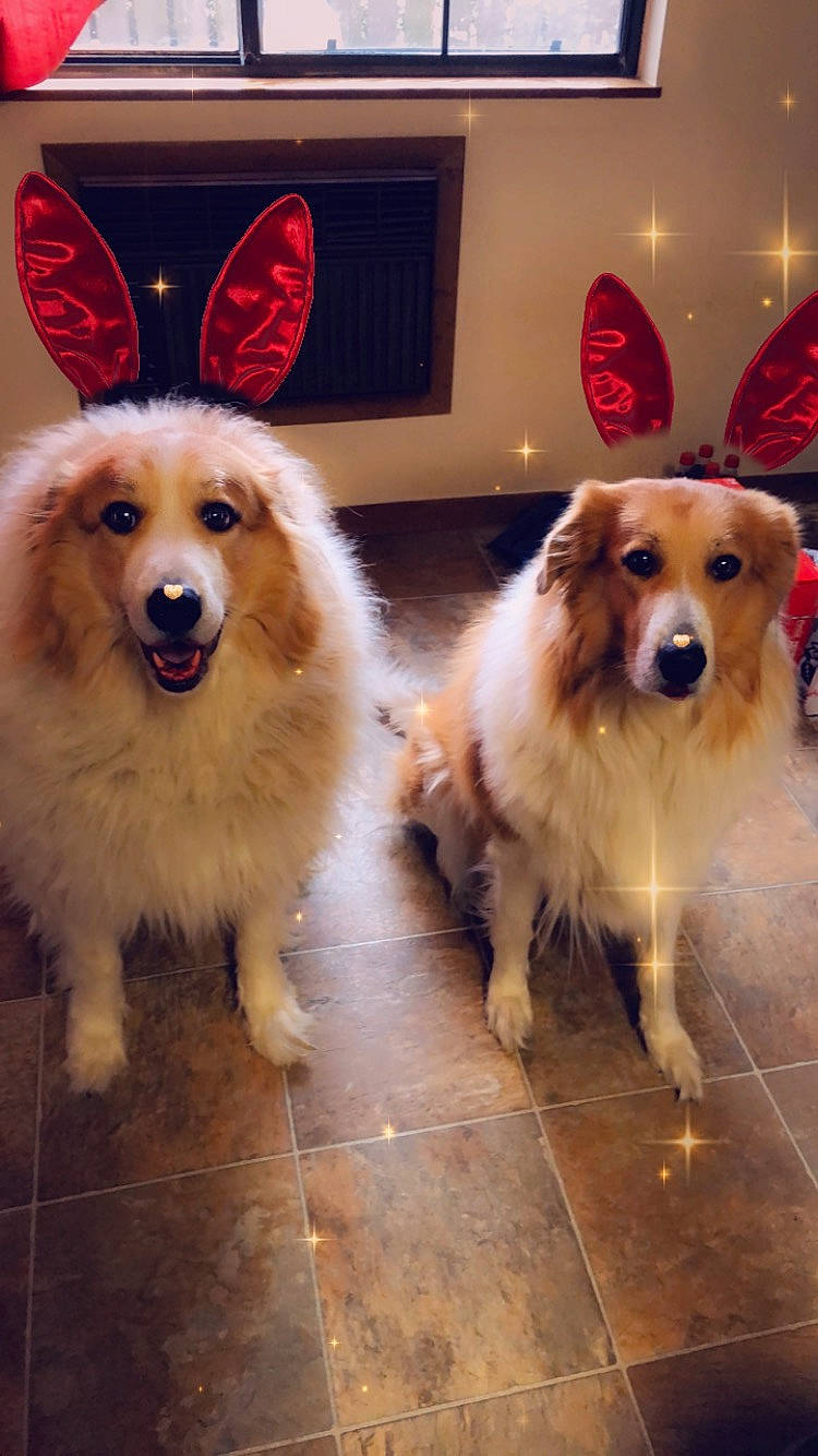 Canaille is registered to the contest to win money with this photo: canidae, carnivore, chair, companion_dog, dog, dog_breed, dog_supply, fawn, flooring, fur, happy, paw, pet_supply, plant, smile, snout, sporting_group, tail, whiskers, working_animal