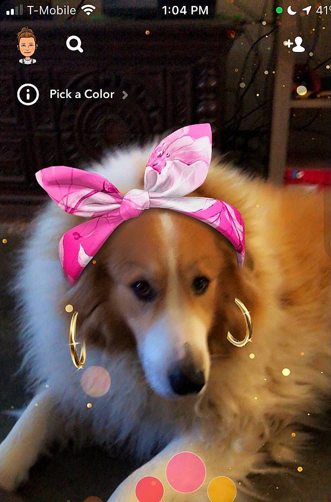 Canaille joined the competition — help win amazing prizes! carnivore, companion_dog, costume_hat, dog, dog_breed, dog_clothes, dog_supply, event, fashion_accessory, fawn, font, happy, holiday, magenta, mammal, paw, pink, screenshot, snout, whiskers