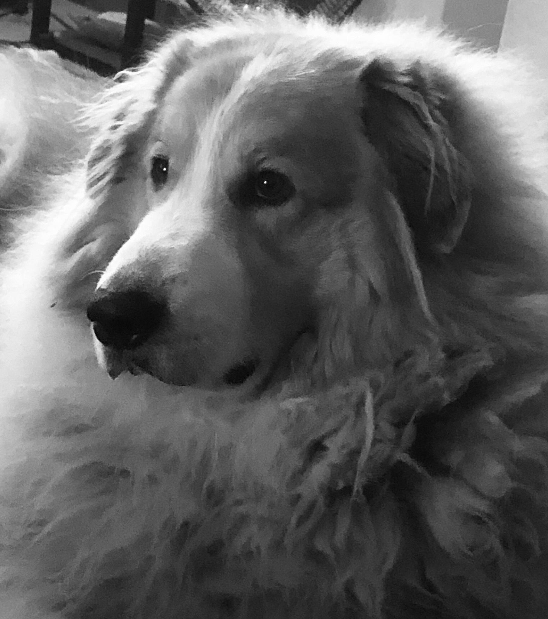 Canaille is registered to the contest to win money with this photo: ancient_dog_breeds, canidae, carnivore, companion_dog, dog, dog_breed, eye, fur, gun_dog, happy, monochrome, monochrome_photography, photography, snout, sporting_group, style, whiskers, white