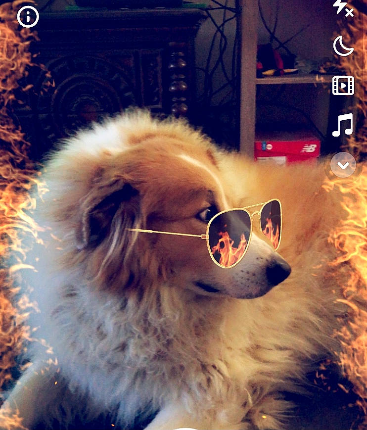 Canaille joined the competition — help win amazing prizes! carnivore, cat, companion_dog, electric_blue, eyewear, fawn, feather, felidae, font, fur, glasses, goggles, organism, photo_caption, small_to_medium_sized_cats, snout, sunglasses, tail, vision_care, whiskers