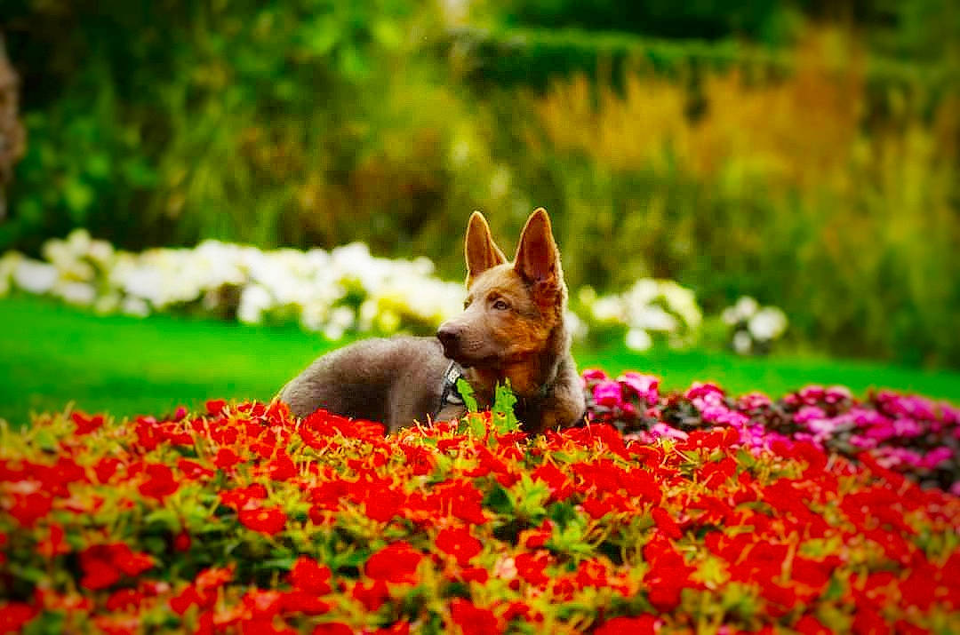 Bjorn joined the competition — help win amazing prizes! botany, carnivore, companion_dog, dog, dog_breed, fawn, field, flower, flowering_plant, grass, grassland, groundcover, landscape, meadow, natural_landscape, people_in_nature, petal, plant, shrub, tree