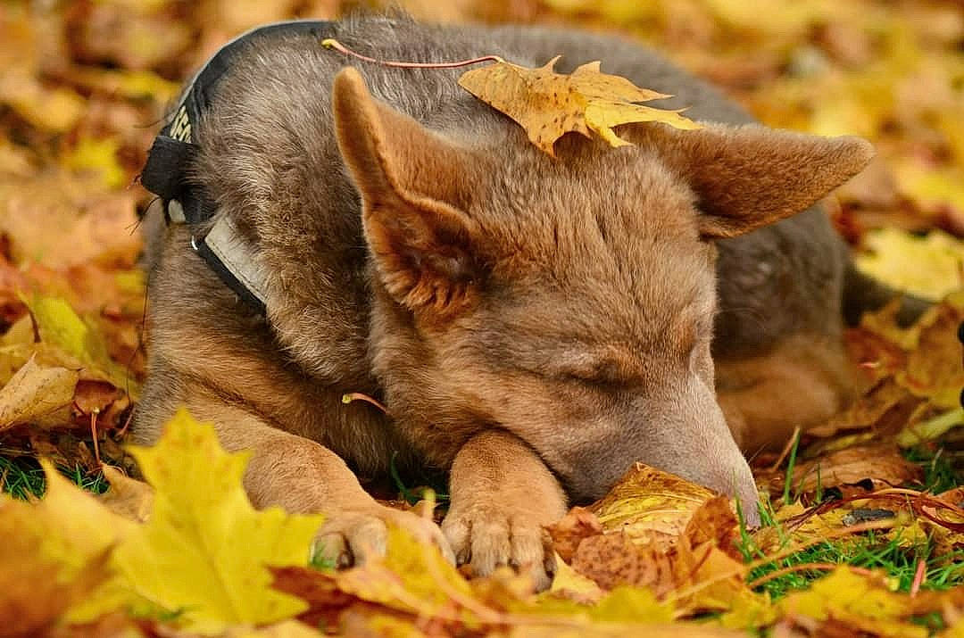 Bjorn joined the competition — help win amazing prizes! boar, domestic_pig, fawn, fur, grass, grassland, grazing, groundcover, landscape, livestock, natural_landscape, pasture, safari, snout, soil, suidae, terrestrial_animal, wildlife, wood, working_animal