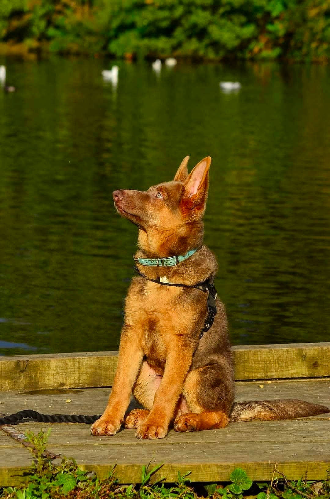 Bjorn joined the competition — help win amazing prizes! canidae, carnivore, companion_dog, dog, dog_breed, fawn, grass, lake, non_sporting_group, plant, snout, sporting_group, tail, terrestrial_animal, vacation, water, wildlife, wood, working_animal, working_dog