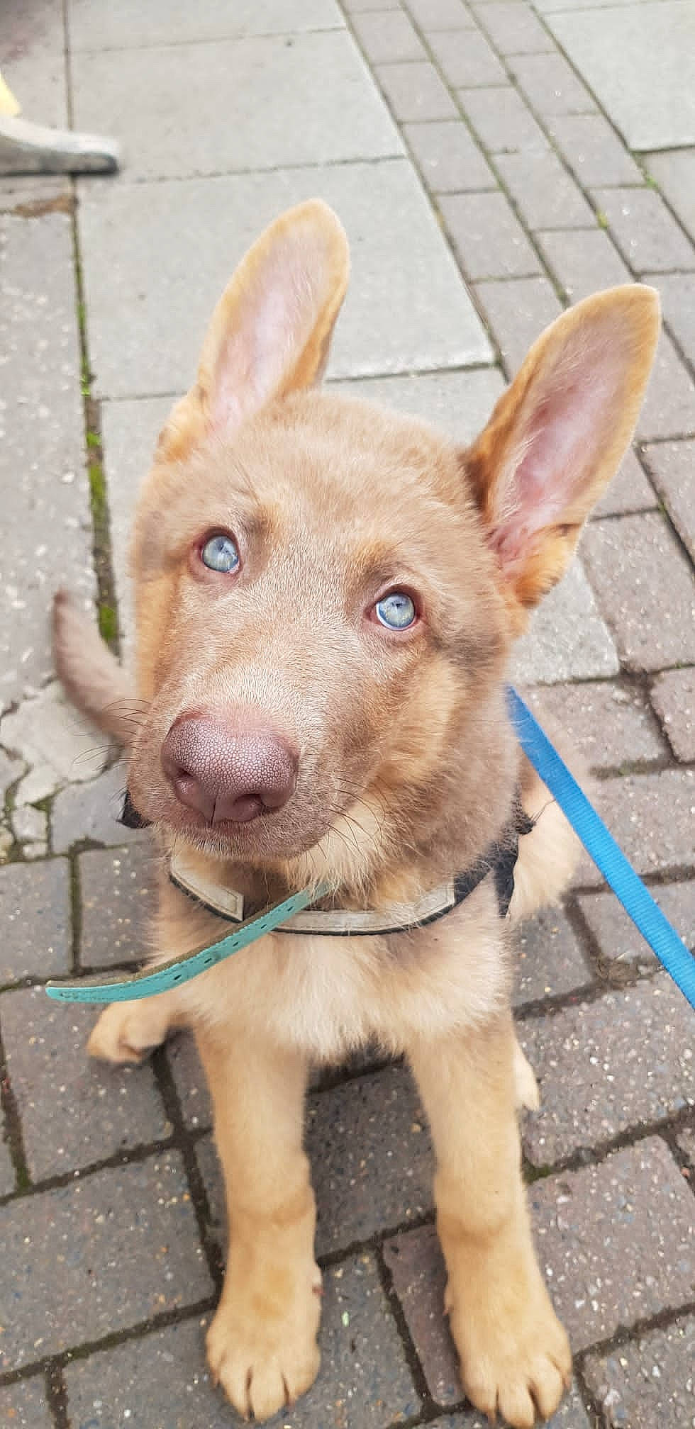 Bjorn is registered to the contest to win money with this photo: canidae, carnivore, collar, companion_dog, dog, dog_breed, dog_collar, dog_supply, ear, fawn, fur, liver, pet_supply, snout, sporting_group, tail, terrestrial_animal, whiskers, wood, working_animal