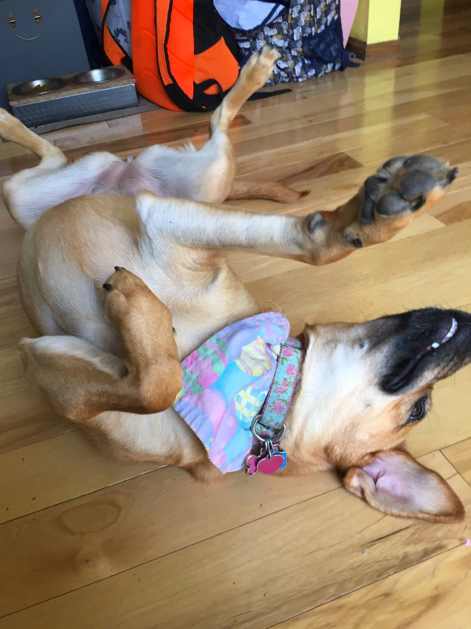 Maizy is registered to the contest to win money with this photo: canidae, carnivore, dog, dog_breed, fawn, sporting_group