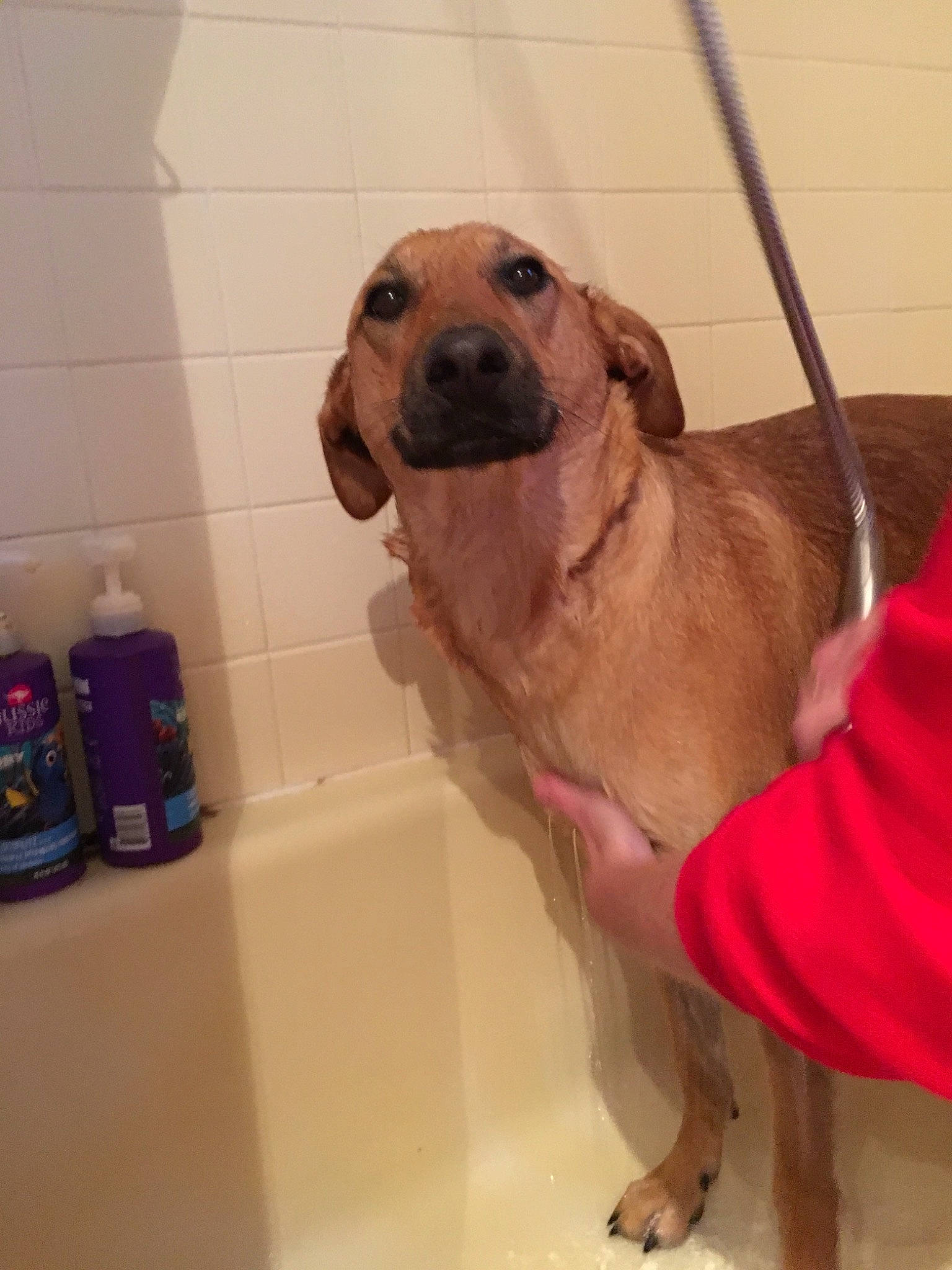 Maizy joined the competition — help win amazing prizes! black_mouth_cur, broholmer, canidae, carnivore, companion_dog, dog, dog_breed, fawn, fila_brasileiro, mammal, rare_breed_dog, rhodesian_ridgeback, snout, sporting_group