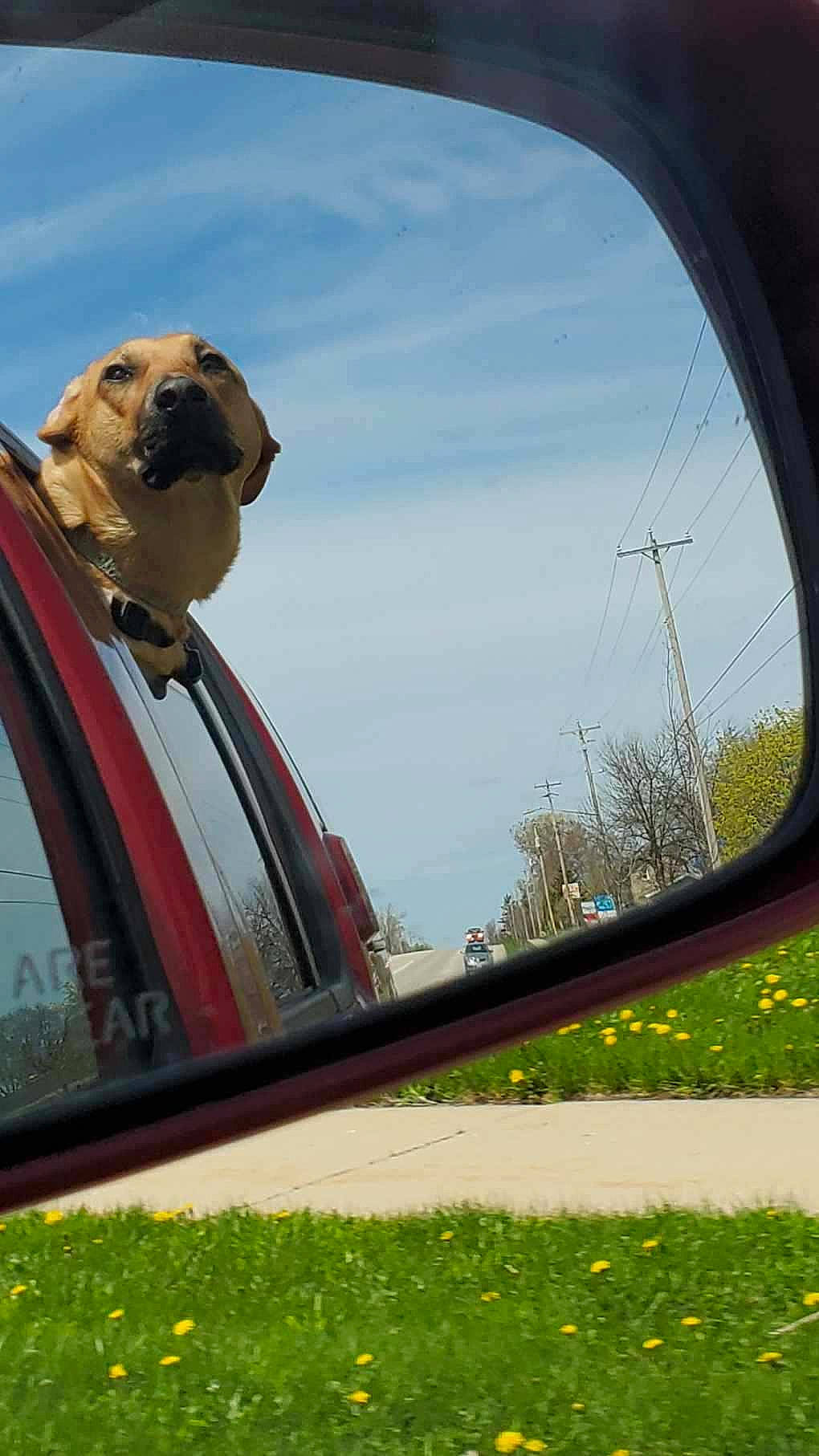 Maizy is registered to the contest to win money with this photo: auto_part, automotive_mirror, canidae, carnivore, dog, dog_breed, fawn, grass, photography, rear_view_mirror, snout, sporting_group, vehicle, wheel, window