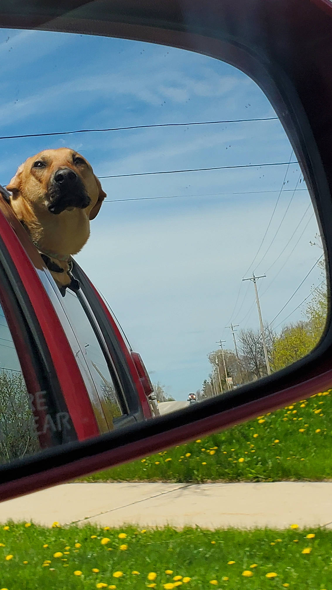 Maizy joined the competition — help win amazing prizes! auto_part, automotive_mirror, automotive_window_part, canidae, dog, fawn, glass, mirror, photography, rear_view_mirror, reflection, snout, sporting_group, tree, vehicle, window