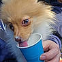 Fendi joined the competition — help win amazing prizes! dog, puppy, pomeranian, fluffy, tongue, cup, blue_cup, hand, person, hoodie, cream, nose, closeup, pet, animal, cute, indoor, fur, licking, portrait