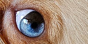 Fendi is registered to the contest to win money with this photo: dog, eye, close_up, blue_eye, fur, animal, pet, canine, macro, detail, texture, whisker, face_part, reflection, brown_fur, natural_light, portrait, animal_eye, cute, focus
