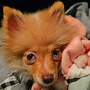 Fendi joined the competition — help win amazing prizes! dog, puppy, close_up, fluffy, blue_eyes, blanket, cozy, cute, pet, fur, nose, ears, indoors, soft, warm, animal, looking, face, portrait, young