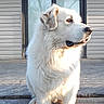dog, white_dog, fluffy, porch, sunlight, outdoor, pet, canine, sitting, house, window, wooden_floor, calm, attentive, daytime, fur, animal, domestic_animal, side_view, quiet