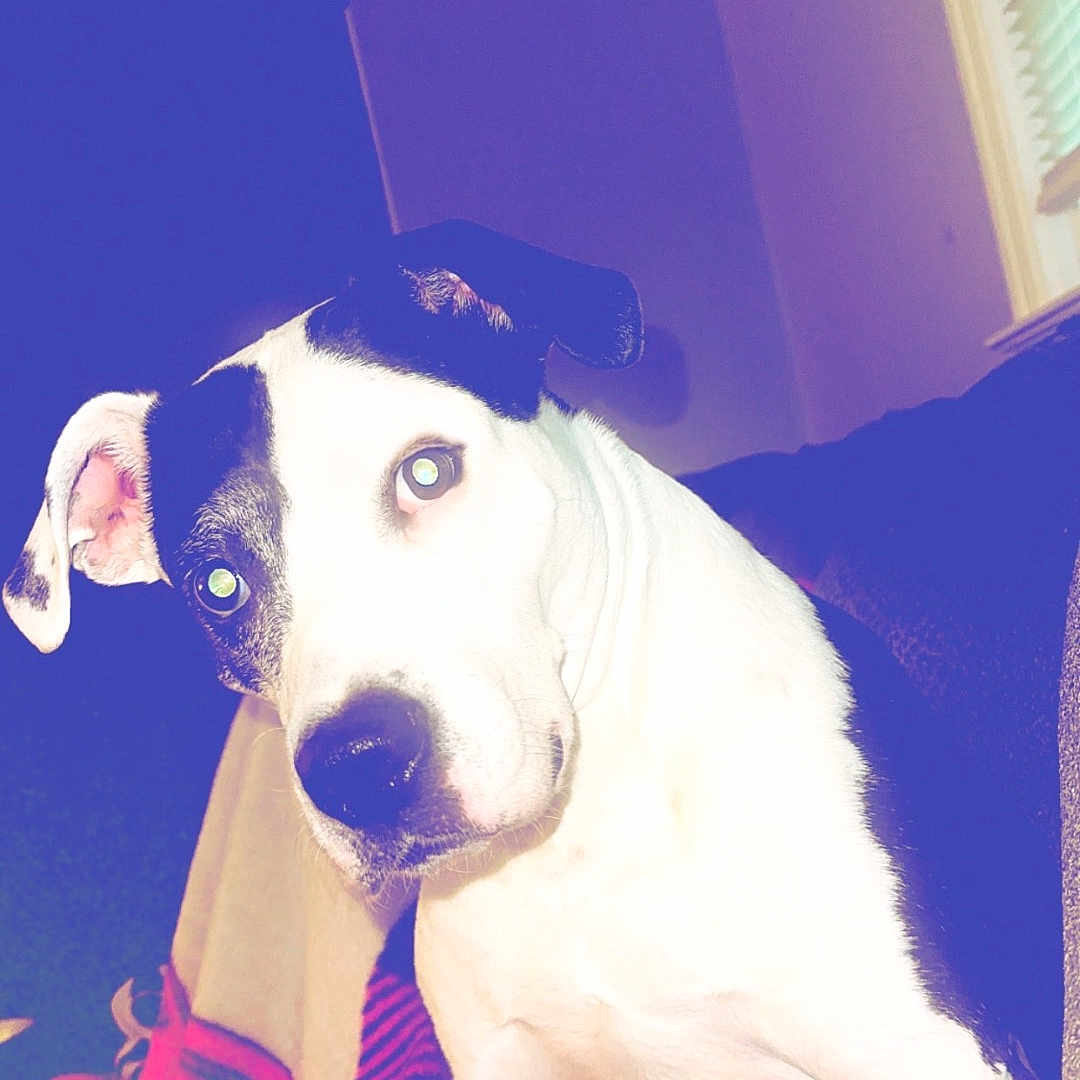 Nova is registered to the contest to win money with this photo: animal, black_and_white, blanket, canine, cozy, curious, cute, dog, ears, eyes, face, fur, indoor, looking, nostrils, pet, portrait, room, sitting, snout