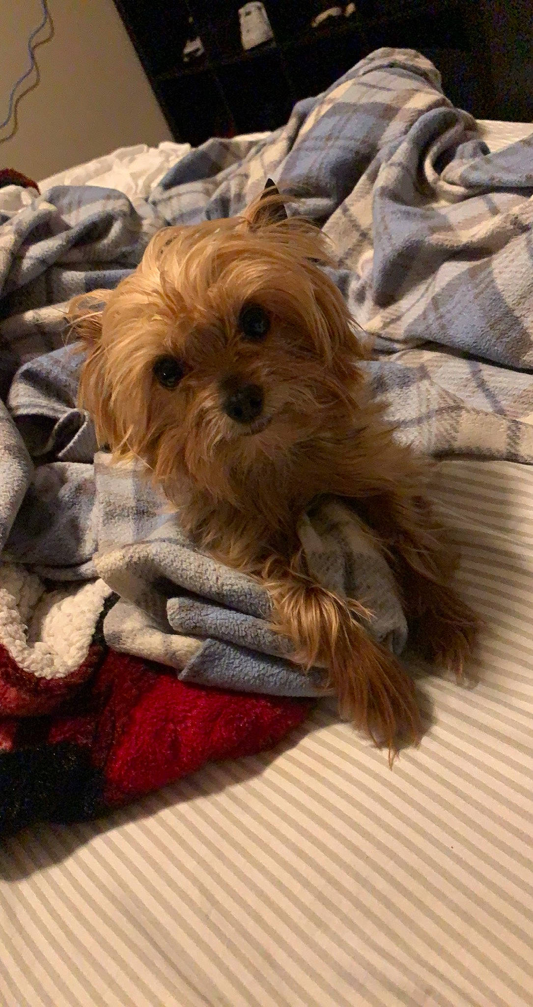 Champ is registered to the contest to win money with this photo: biewer_terrier, canidae, carnivore, companion_dog, dog, dog_breed, dog_supply, fur, liver, pet_supply, puppy_love, small_terrier, snout, sporting_group, terrier, toy_dog, watch, wood, working_animal, yorkipoo