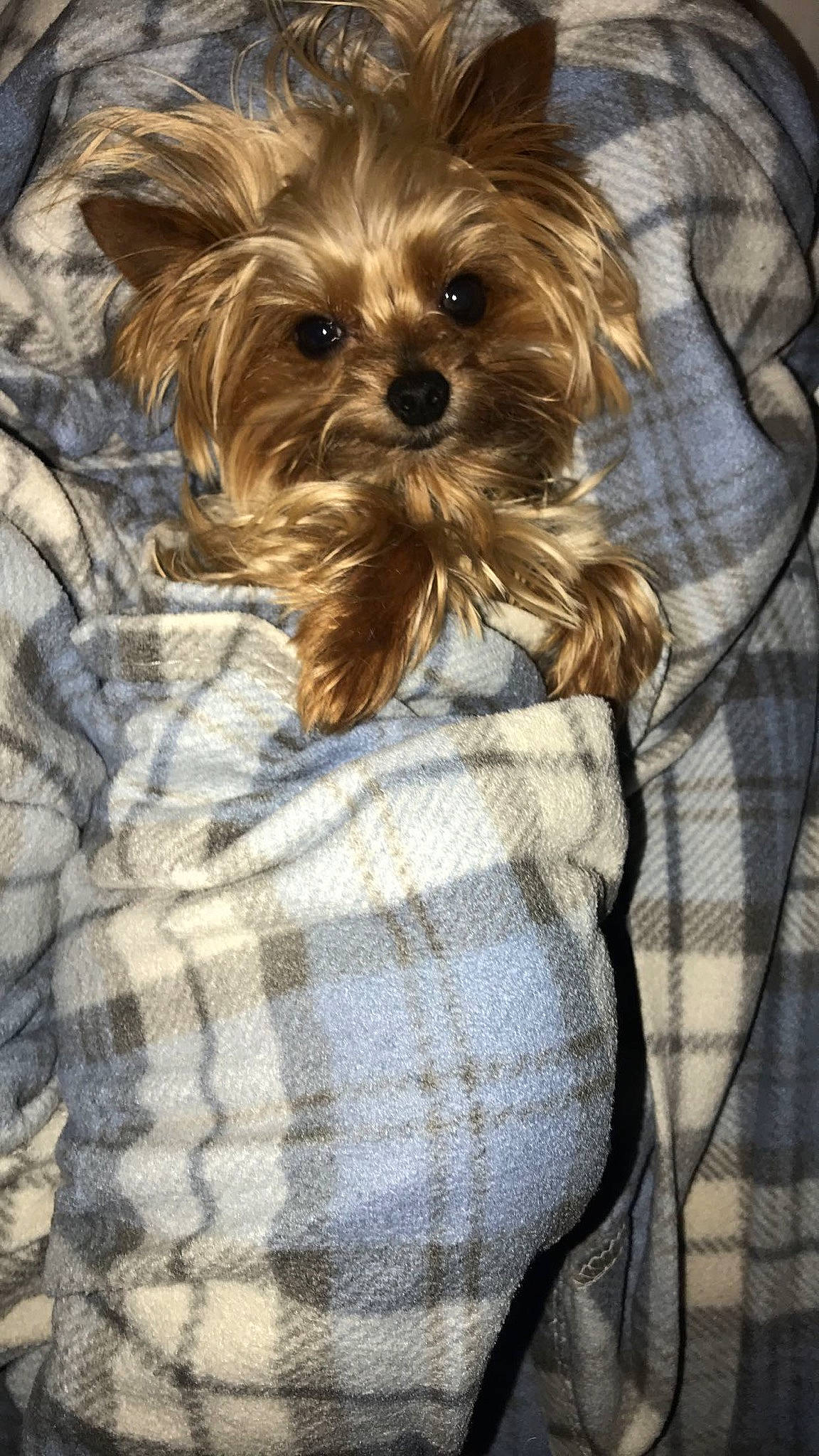 Champ joined the competition — help win amazing prizes! brown, canidae, carnivore, companion_dog, dog, dog_breed, dog_supply, fawn, liver, pattern, pet_supply, plaid, sleeve, small_terrier, snout, sporting_group, tartan, terrier, toy_dog, working_animal