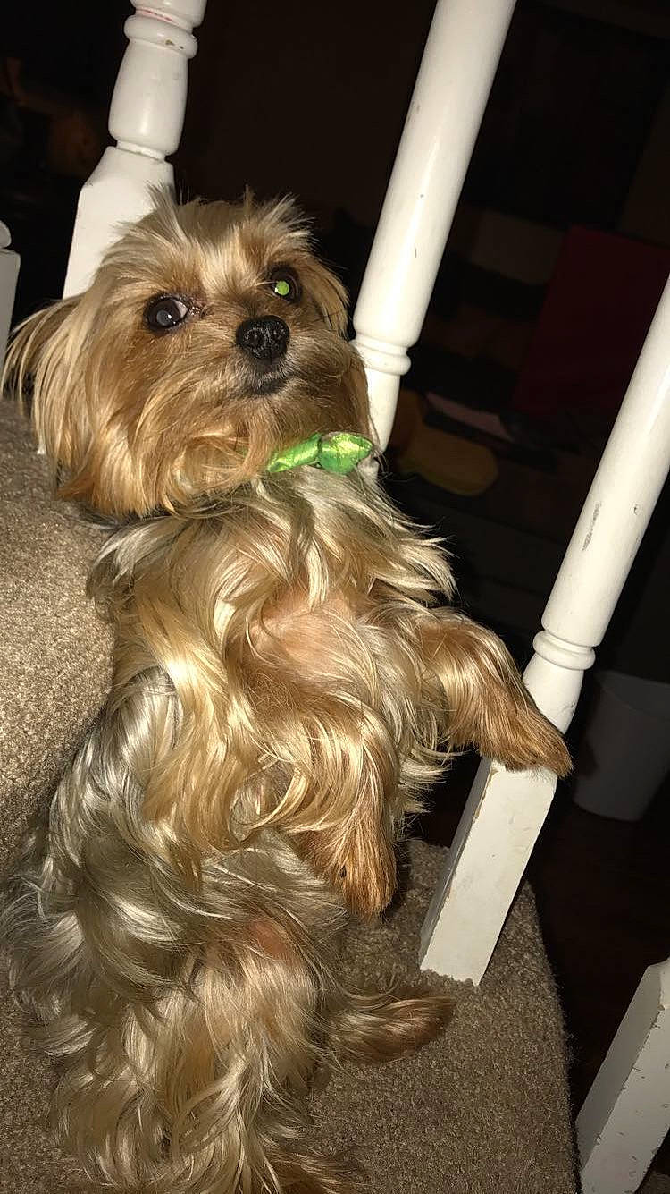 Champ joined the competition — help win amazing prizes! biewer_terrier, canidae, carnivore, companion_dog, dog, dog_breed, dog_clothes, dog_supply, fawn, fur, hat, liver, maltepoo, puppy, small_terrier, snout, sporting_group, terrier, toy_dog, working_animal