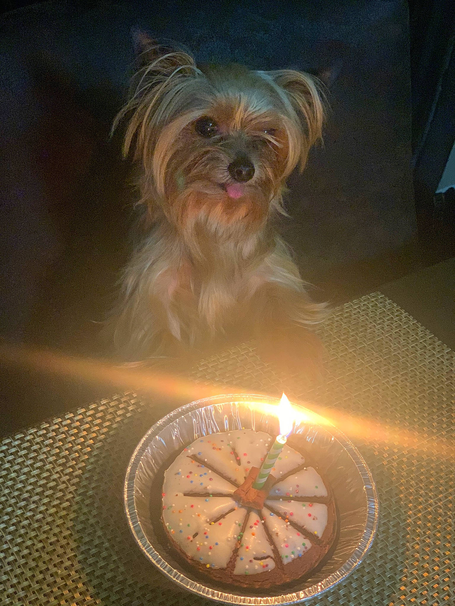 Champ is registered to the contest to win money with this photo: art, canidae, carnivore, circle, companion_dog, desk, dog, dog_breed, dog_clothes, dog_supply, facial_hair, fire, fur, gas, heat, liver, small_terrier, sporting_group, terrier, toy_dog