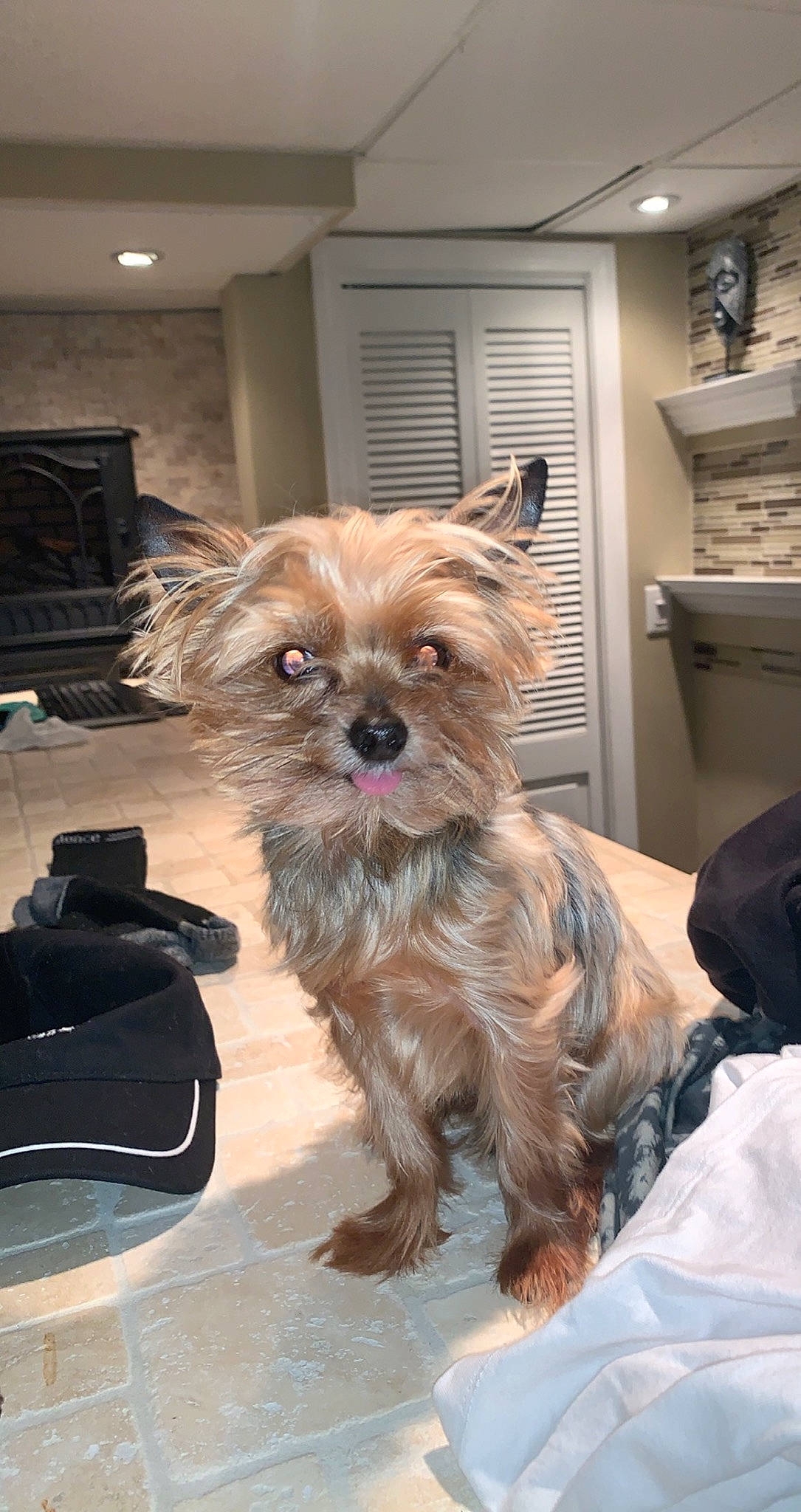 Champ is registered to the contest to win money with this photo: biewer_terrier, canidae, carnivore, companion_dog, dog, dog_breed, dog_supply, fashion_accessory, fawn, flooring, fur, liver, small_terrier, snout, sporting_group, terrier, toy_dog, working_animal, yorkipoo, yorkshire_terrier