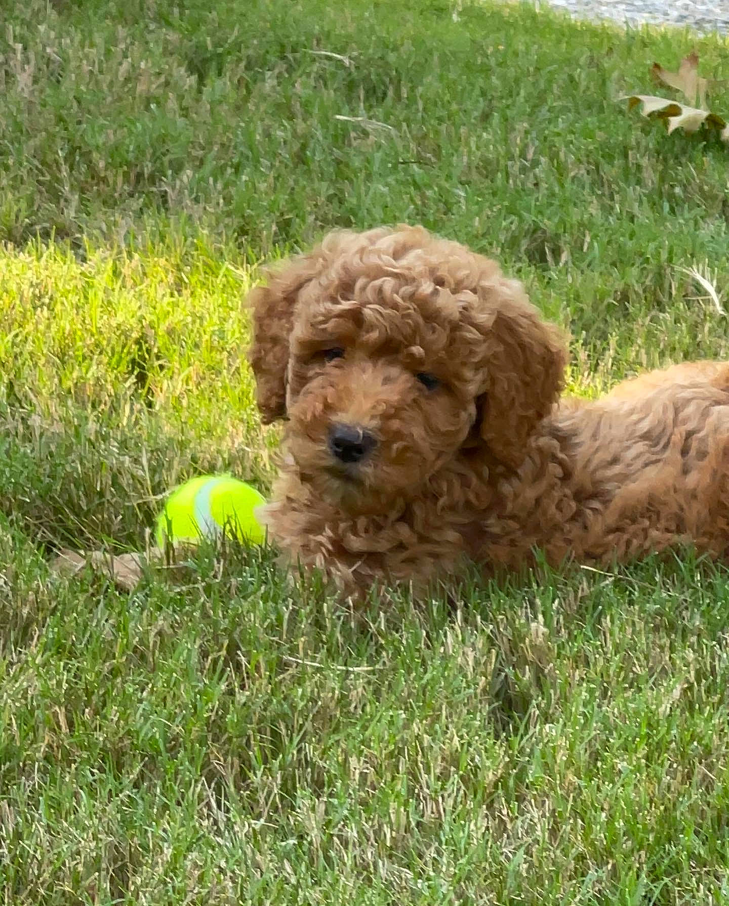 Lucy joined the competition — help win amazing prizes! canidae, carnivore, companion_dog, dog, dog_breed, dog_collar, fur, grass, liver, plant, poodle, poodle_crossbreed, soil, sporting_group, terrestrial_animal, terrier, toy_dog, water_dog, working_animal