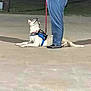 dog, animal, leash, harness, person, pants, shoes, outdoor, pavement, night, pet, looking_up, resting, walking, human, side_view, canine, companion, casual, evening