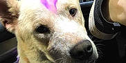 Malikai joined the competition — help win amazing prizes! dog, animal, pet, collar, car, interior, shoe, foot, night, window, leash, seat, dashboard, light, purple_mark, fur, closeup, curious, indoor, casual