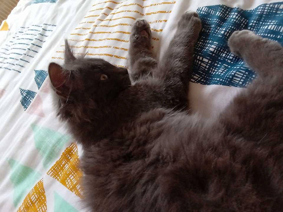 Smartise participe au concours pour gagner de l'argent avec cette photo : carnivore, cat, cat_supply, claw, comfort, domestic_short_haired_cat, fawn, felidae, flooring, fur, gesture, linens, nail, pattern, paw, small_to_medium_sized_cats, tail, whiskers, wood, wool