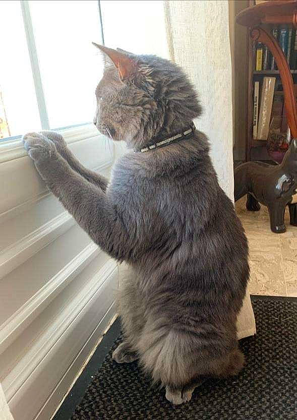 Smartise a rejoint le concours — aidez-le/la à gagner de superbes lots ! black_cat, carnivore, cat, claw, comfort, domestic_short_haired_cat, fawn, felidae, flooring, fur, grey, human_leg, paw, sitting, small_to_medium_sized_cats, snout, tail, whiskers, window, wood