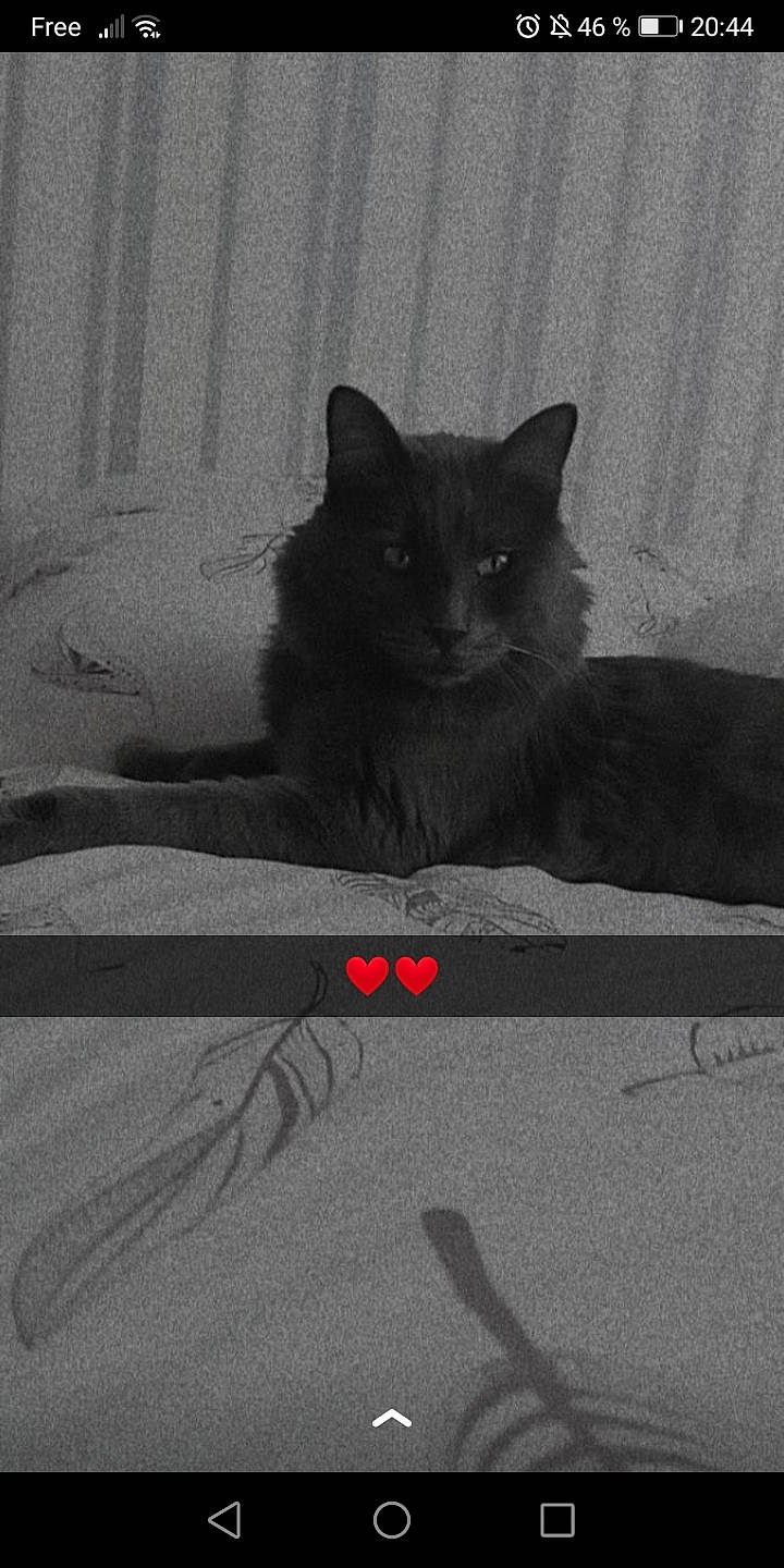 Smartise participe au concours pour gagner de l'argent avec cette photo : asphalt, automotive_tire, black_and_white, black_cat, carnivore, cat, darkness, eye, felidae, fur, grey, iris, monochrome_photography, road_surface, small_to_medium_sized_cats, snout, tail, tints_and_shades, whiskers, window