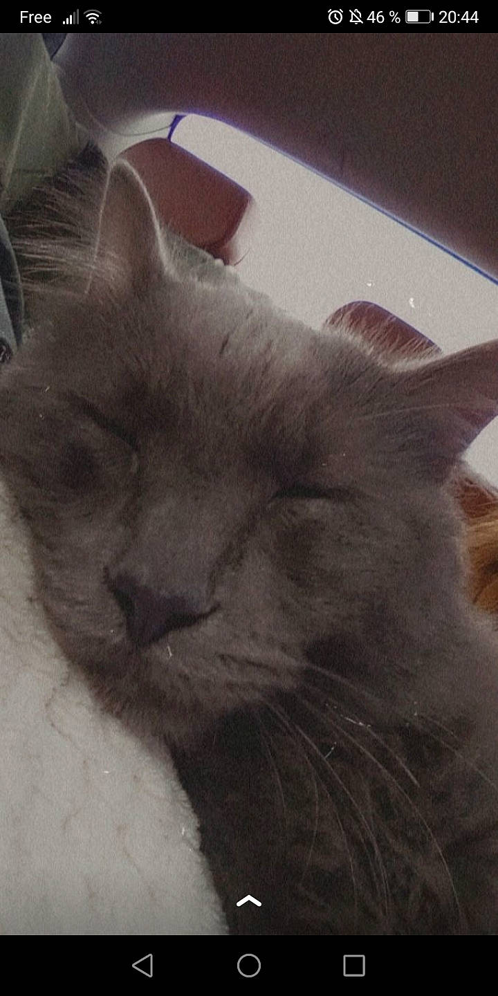 Smartise participe au concours pour gagner de l'argent avec cette photo : black_cat, carnivore, cat, comfort, domestic_short_haired_cat, felidae, fur, grey, russian_blue, small_to_medium_sized_cats, snout, terrestrial_animal, whiskers