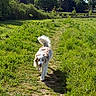 dog, grass, path, outdoor, sunny, greenery, trees, nature, happy, pet, canine, walking, fur, blue_sky, daylight, animal, field, summer, park, playful