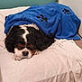 Mélo a rejoint le concours — aidez-le/la à gagner de superbes lots ! dog, cavalier_king_charles_spaniel, blanket, bed, paw_prints, indoor, resting, sleepy, fur, pet, cozy, white_bed_sheet, teal_wall, black_and_white_dog, brown_markings, fur_texture, cute_pet, animal, home, relaxed