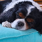 Mélo a rejoint le concours — aidez-le/la à gagner de superbes lots ! dog, cavalier_king_charles_spaniel, resting, close_up, fur, black, white, brown, nose, pillow, indoor, pet, canine, sleepy, cute, animal, relaxing, home, soft, face