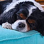 dog, cavalier_king_charles_spaniel, resting, close_up, fur, black, white, brown, nose, pillow, indoor, pet, canine, sleepy, cute, animal, relaxing, home, soft, face