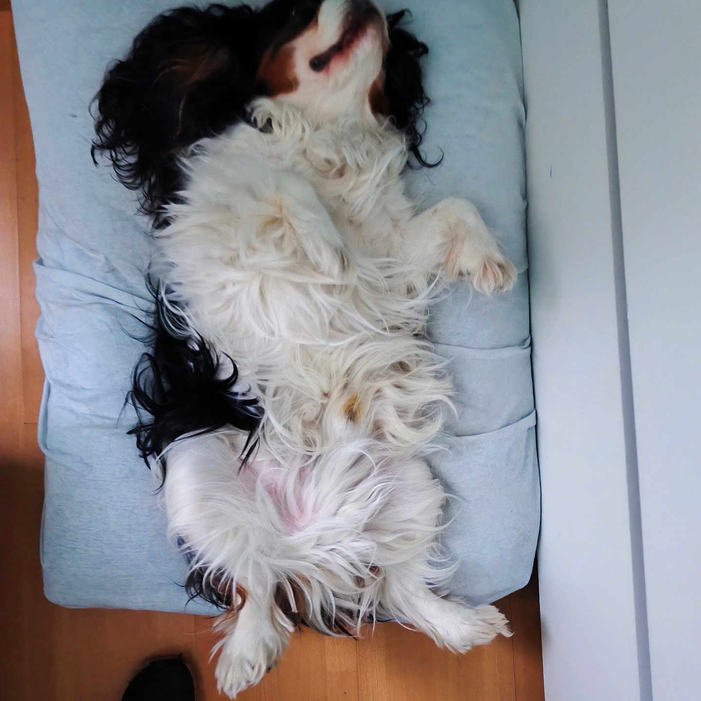 Mélo participe au concours pour gagner de l'argent avec cette photo : belly_up, black_fur, brown_fur, casual, companion, cozy, cushion, cute, dog, fluffy, footwear, home, indoor, lying_down, paw, pet, relaxed, resting, white_fur, wooden_floor