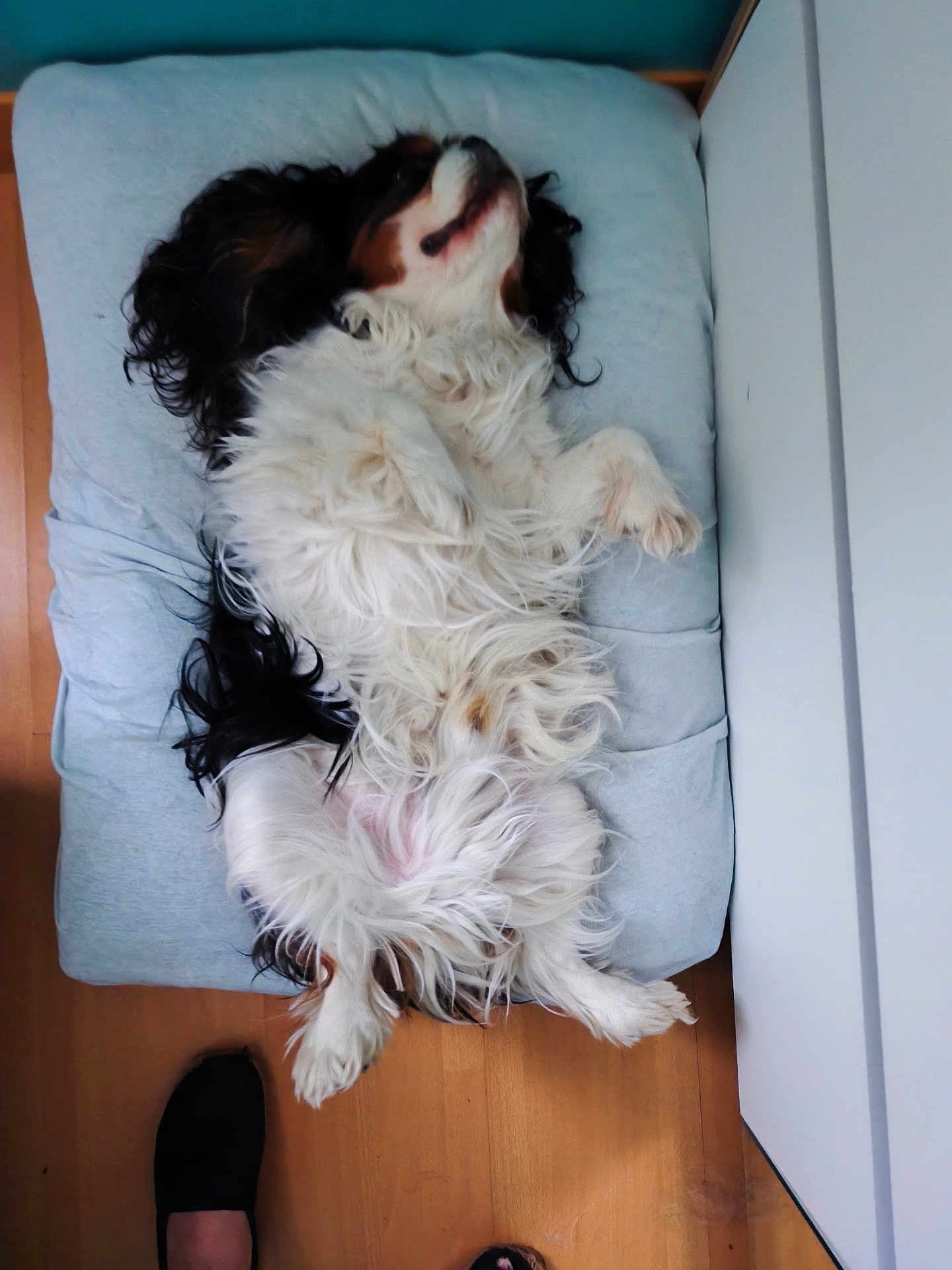 Mélo participe au concours pour gagner de l'argent avec cette photo : dog, cushion, wooden_floor, indoor, pet, relaxed, fluffy, white_fur, black_fur, brown_fur, lying_down, belly_up, cozy, paw, home, footwear, casual, resting, cute, companion
