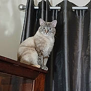 Luna is registered to the contest to win money with this photo: cat, feline, pet, indoor, curtain, cabinet, wooden_furniture, sitting, portrait, whiskers, ears, paws, fur, looking_at_camera, curtain_rod, home, domestic, shelf, window_treatment, calm