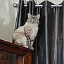 cat, feline, pet, indoor, curtain, cabinet, wooden_furniture, sitting, portrait, whiskers, ears, paws, fur, looking_at_camera, curtain_rod, home, domestic, shelf, window_treatment, calm