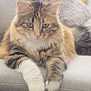 Naya a rejoint le concours — aidez-le/la à gagner de superbes lots ! cat, tabby, fluffy, couch, pillow, indoor, pet, feline, relaxed, green_eyes, whiskers, fur, domestic_animal, resting, cozy, living_room, cute, animal, soft, comfortable