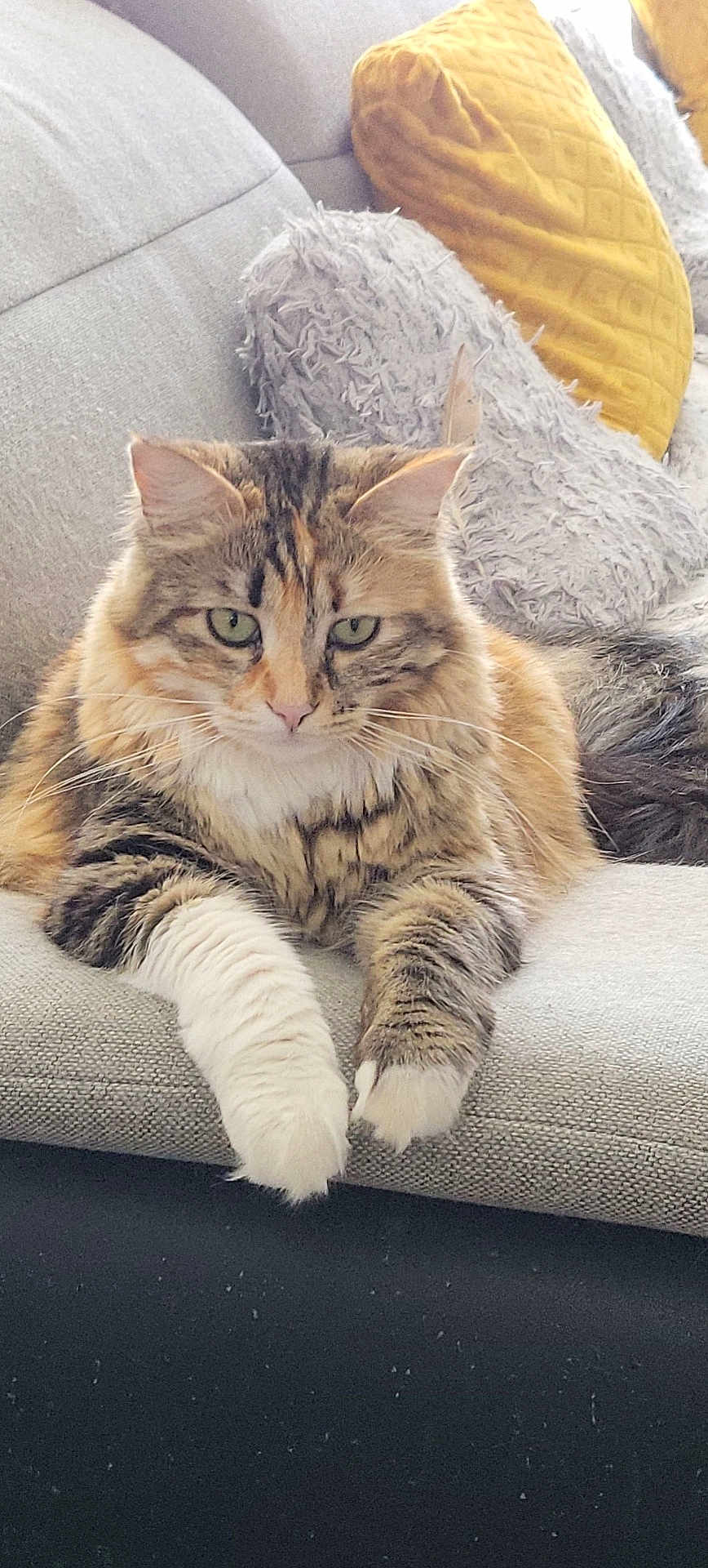 Naya a rejoint le concours — aidez-le/la à gagner de superbes lots ! cat, tabby, fluffy, couch, pillow, indoor, pet, feline, relaxed, green_eyes, whiskers, fur, domestic_animal, resting, cozy, living_room, cute, animal, soft, comfortable