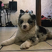 Alba a rejoint le concours — aidez-le/la à gagner de superbes lots ! puppy, dog, merle_pattern, blue_eyes, fluffy_fur, tile_floor, indoor, wooden_beam, chandelier, paw, muzzle, nose_spot, lying_down, gaze, pet, cozy_room, background_clutter, exercise_equipment, wall, cute