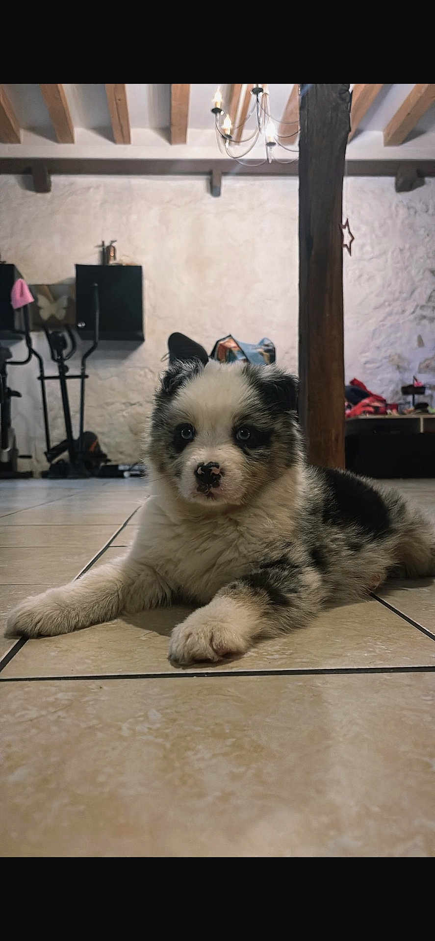 Alba a rejoint le concours — aidez-le/la à gagner de superbes lots ! puppy, dog, merle_pattern, blue_eyes, fluffy_fur, tile_floor, indoor, wooden_beam, chandelier, paw, muzzle, nose_spot, lying_down, gaze, pet, cozy_room, background_clutter, exercise_equipment, wall, cute