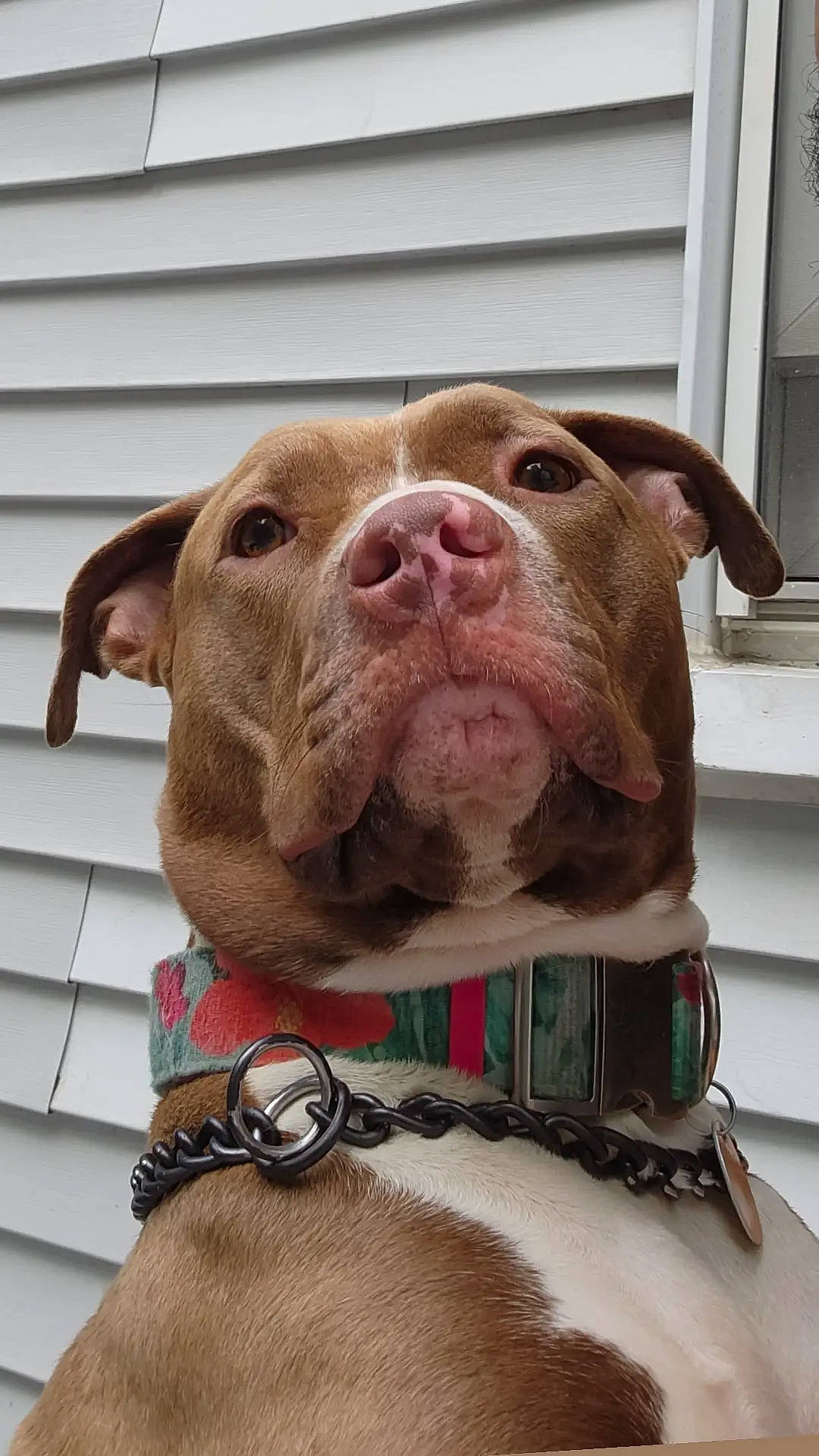 Lola The Rednose Pittie joined the competition — help win amazing prizes! canidae, carnivore, collar, companion_dog, dog, dog_breed, dog_collar, dog_supply, fashion_accessory, fawn, flesh, fur, liver, pet_supply, snout, sporting_group, terrestrial_animal, whiskers, working_animal, wrinkle