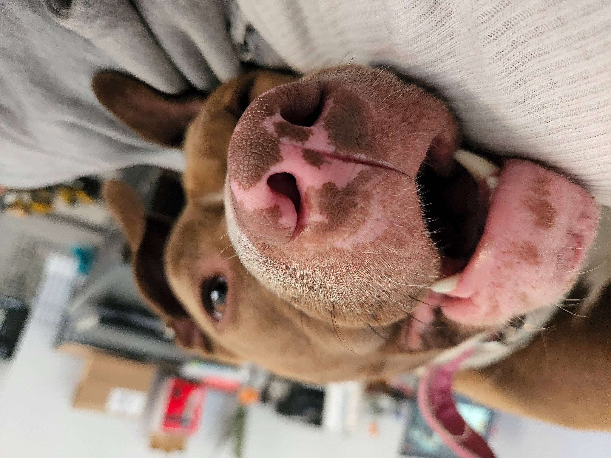 Lola The Rednose Pittie is registered to the contest to win money with this photo: beard, comfort, companion_dog, dog, dog_breed, ear, eyelash, eyewear, facial_hair, fawn, fur, jaw, moustache, personal_protective_equipment, selfie, snout, sporting_group, sunglasses, whiskers, wrinkle