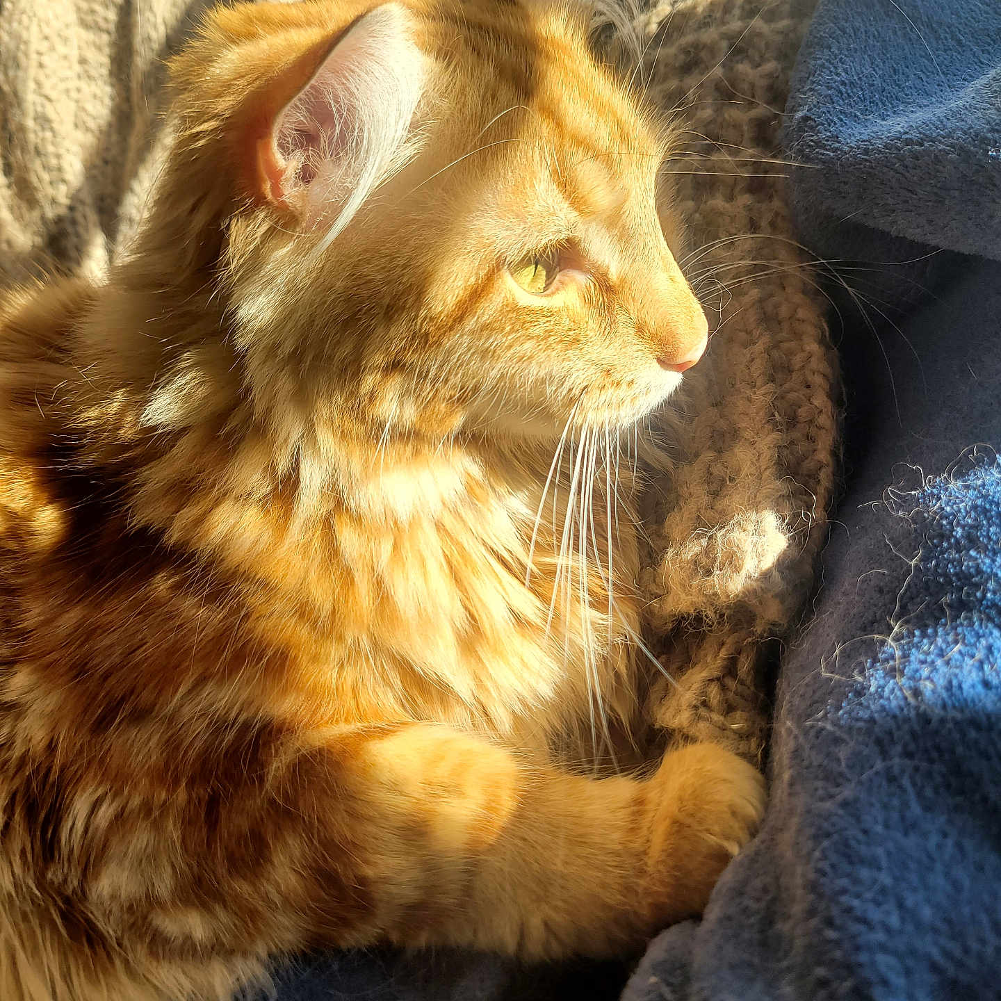 Minty participe au concours pour gagner de l'argent avec cette photo : abyssinian, angora, animal, armchair, blanket, cat, chair, couch, furniture, homedecor, kitten, linen, manx, person, pet, quilt, siamese, sleeping, towel