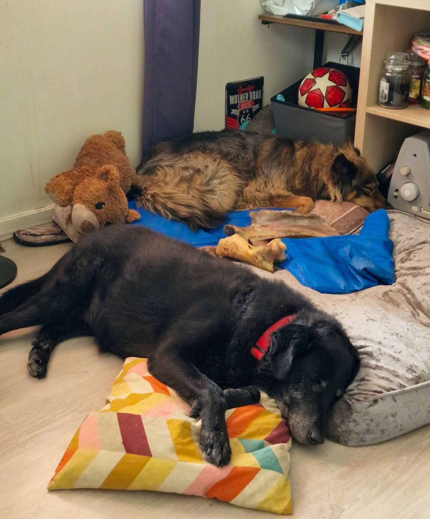 Onyx participe au concours pour gagner de l'argent avec cette photo : borador, canidae, carnivore, comfort, companion_dog, dog, dog_breed, dog_supply, flooring, fur, guard_dog, liver, puppy, room, shelf, sporting_group, studio_couch, tail, working_animal