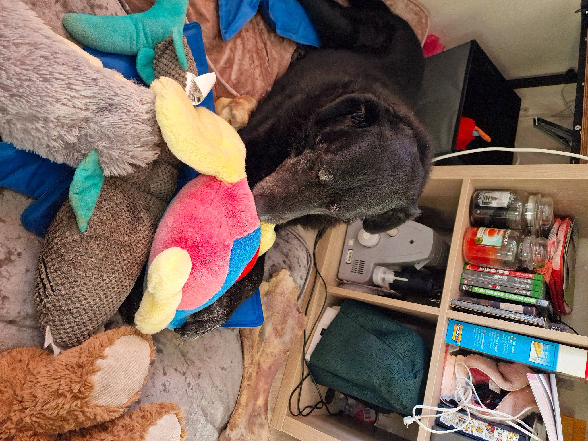 Onyx participe au concours pour gagner de l'argent avec cette photo : art, audio_equipment, bag, child, comfort, elephant, fun, fur, gadget, hat, indian_elephant, luggage_and_bags, plush, room, stuffed_toy, textile, thread, toy, wool, working_animal